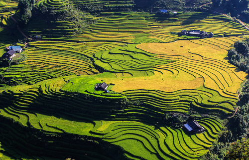 Sắc vàng khắp thung lũng Mường Hoa mùa lúa chín
